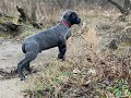8 Week Old Puppy Cane Corso First Days of Training