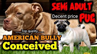 Conceived || Top quality American bully Female || semi adult pug for sale ||  @Eyna the gsd life
