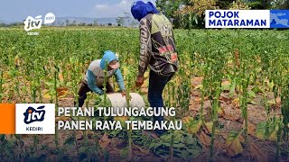 TULUNGAGUNG - Petani Tulungagung Panen Raya Tembakau
