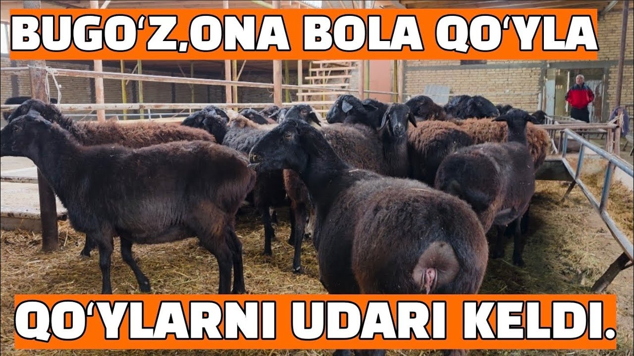 ONA BOLA,BUGOʻZ QOʻYLA ZOʻRLARI KELDI.15.01.2026 BUXORO JONDOR