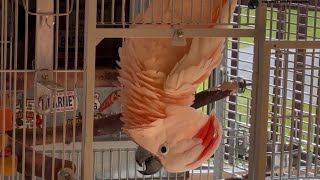 Fun Cage Dance, whoa Upside Down!! What's under your shirt Dad?! 🕺😂