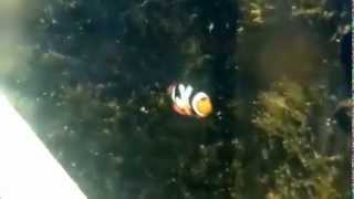 C-Quest Onyx Clownfish with Picasso pattern aka Onyx Picasso