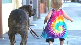 Babies Taking Dogs For A Walk Compilation 2014 [NEW]