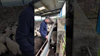 This Tiny Sheep Tried to Switch Lines 😳 Wealth