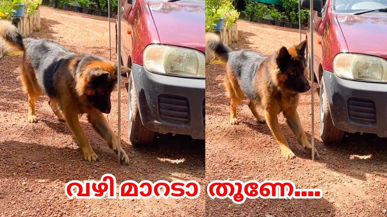 ചോട്ടുവിനെ പോലെ എത്തുമോ ലിയോയും ലെയ്കയും?....നോക്കിയാലോ 😍|LeoLaika|Chottuz