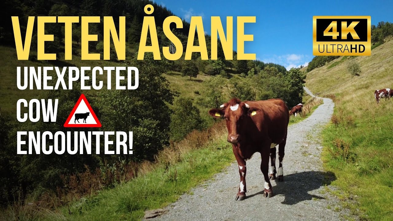 Norway Hike: Cow Encounter at Veten Åsane (4K) 🇳🇴