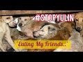 Yulin dog meat festival  eating my friends  stopyulin