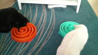Cats eating from Kyjen Slo-Bowls
