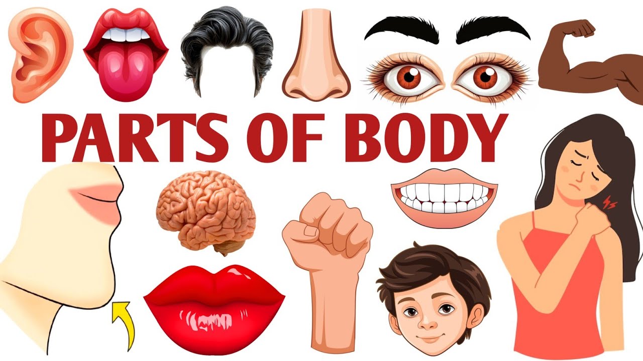 Parts Of Body | Body Parts Name For Kids | Learn Body Parts Name In English & Hindi | #partsofbody 