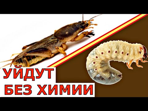 видео: Как избавиться от МЕДВЕДКИ и ЛИЧИНОК МАЙСКОГО жука