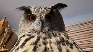 Yoll AKA Luntik the Bad Eagle-Owl. When you try to look menacing, but it turns out funny.