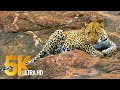 5K African Wildlife - Virtual Trip to Kruger National Park in South Africa - 1.5 HRS