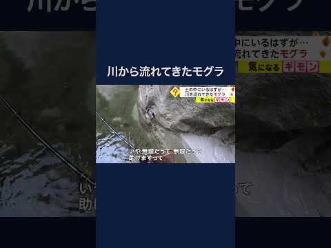 土の中にいるはずが...　川を流れてきたモグラ　#shorts