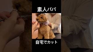 素人パパが自宅でカットしたらこうなった #トイプードル #トリミング#セルフトリミング