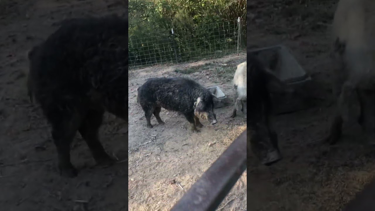 Mangalitsa boar mating call 