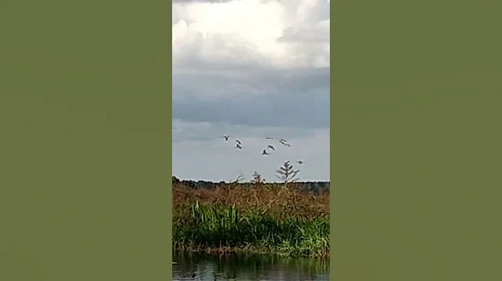 Fall/winter 2022 migration sandhill cranes