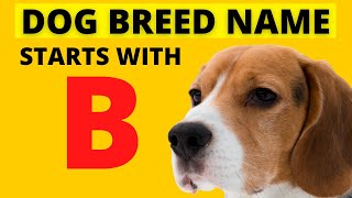 Dog Breed Name Starts with 'B'