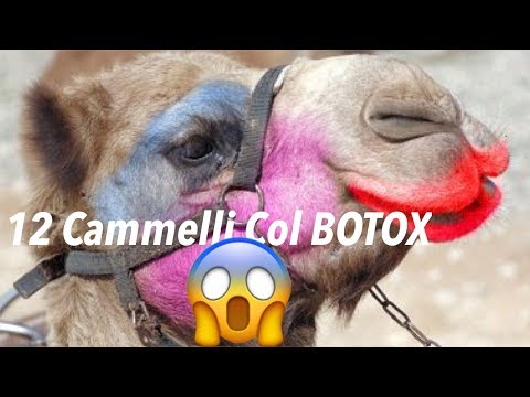 Video: Botox Bandito Dal Concorso Di Bellezza Dei Cammelli