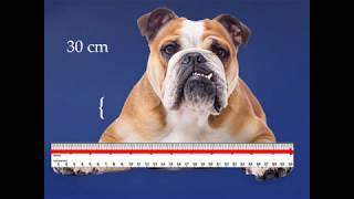 Grade 1: Saxon Math Lesson #117 Measuring Line Segments Using Centimeters And Cute Kittens