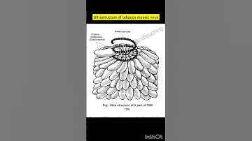 Ultrastructure of tobacco mosaic virus | neet biology | class 11th biology | @inditeaching