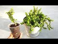 How to grow jade plant easily in coco peat | Grow indoor plants from cutting