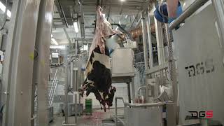 DGS Processing Solutions - Cattle Dehider