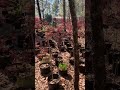 Japanease Maple Trees. Red and green. 3/20/2026