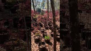 Japanease Maple Trees. Red and green. 3/20/2026