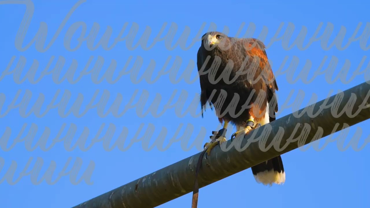 See a Falconer at Work | California Grown
