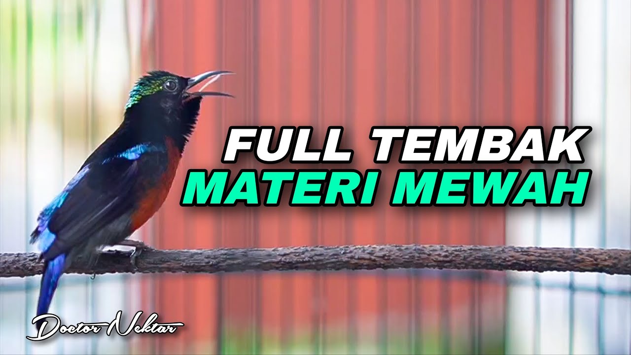 PANCINGAN KOLIBRI NINJA GACOR FULL ISIAN ROLL TEMBAK MEWAH COCOK BUAT DONGKRAK EMOSI BIRAHI KONIN