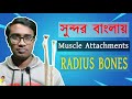 Radius Anatomy Bangla || Muscle Attachments of Radius || পিকেএস লেকচার