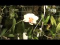 Как вырастить орхидеи  Фаленопсисы на подоконнике