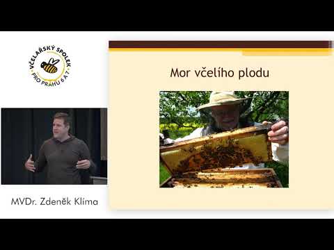 Video: Všetko o včely, vosky a sršne