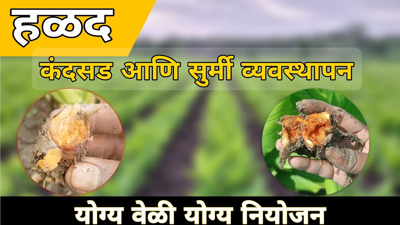 हळद कंदसड व्यवस्थापन  Halad kandsad  |Ashwin Lohate