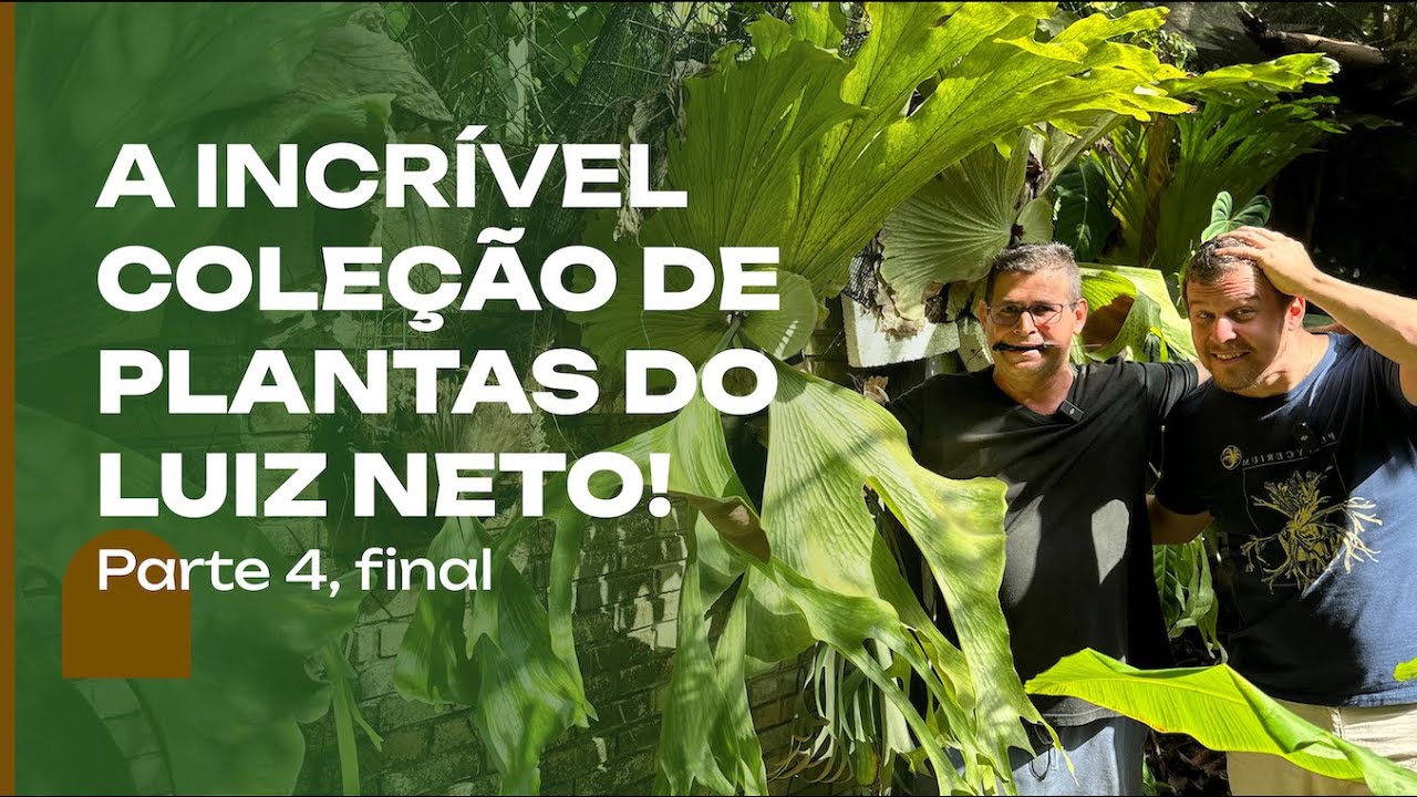 A INCRÍVEL COLEÇÃO de PLANTAS e AULA MAGNA do Luiz Neto: de Araceae a Platycerium. Parte 4.