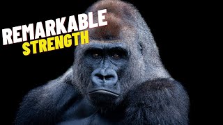 How Silverback Gorillas Rule the Jungle