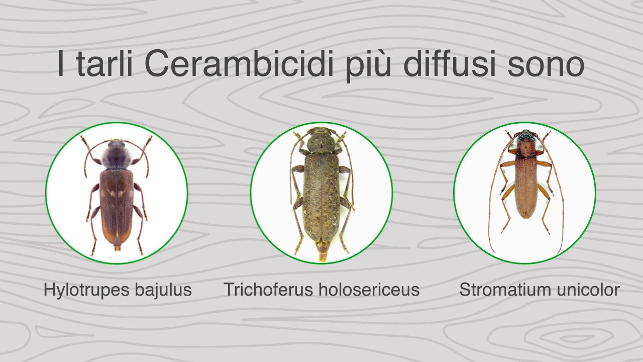 Tarli del legno cerambicidi youtube Come debellare i tarli del legno