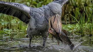 Shoebill: The Dinosaur Bird's 120 Days From Egg to Survivor I Full Life Cycle