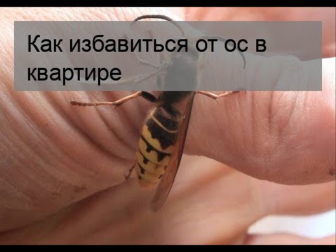 Как избавиться от ос в квартире