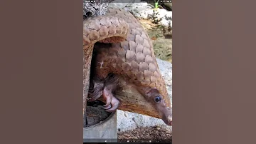Чешуйчатые ЯЩЕРЫ - панголины