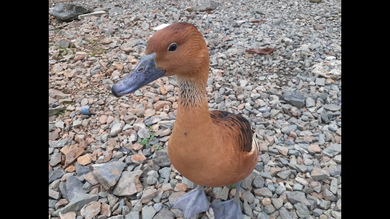 PATO TRES MARIA O SILBADOR MIRA LO HERMOSO QUE ES