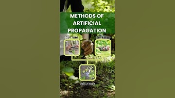Artificial Propagation Methods Explained: Cutting, Layering & Grafting