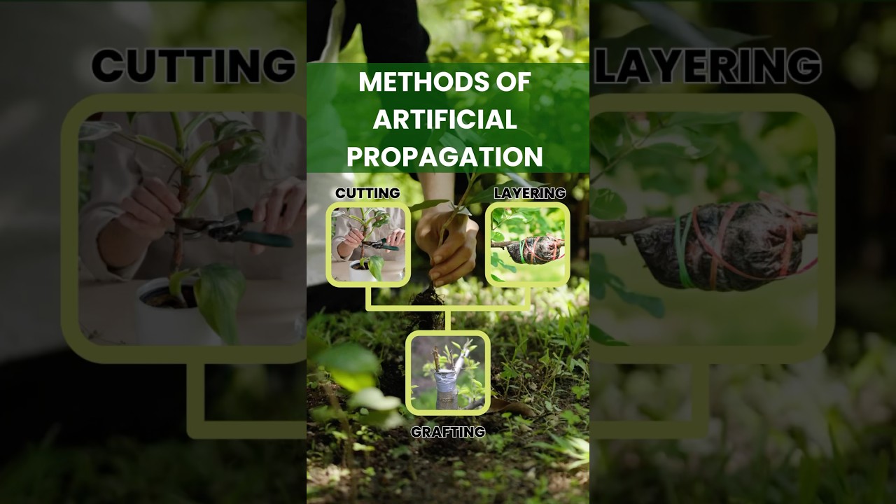 Artificial Propagation Methods Explained: Cutting, Layering & Grafting