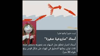 طيور لا تطير birds but they can't  fly #shorts