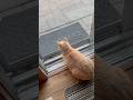 Talking cat? Mazie’s longing to go outside. Have a blessed day everyone! #Smile #CatVideo #Cat