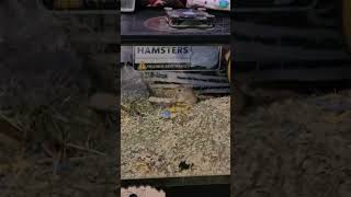 freak out gerbiling #gerbil #bigmac #cagelife