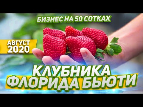 Флорида Бьюти! Клубника Флорида Бьюти! Сорт НСД Флорида Бьюти. Обзор Август 2020