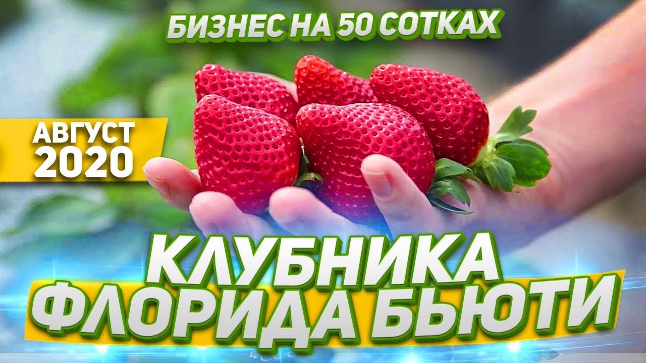 Клубника сорта бьюти