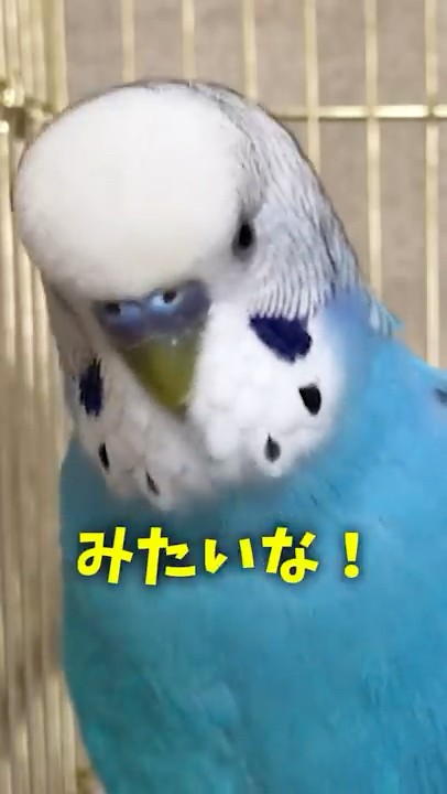 ペコ様♡ありがとうございます♡ Thank you for all the messages! Parsley the Cockatiel - YouTube