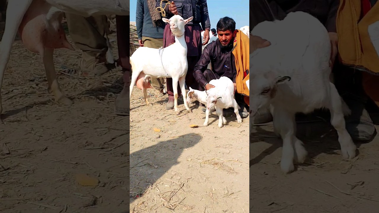 80000 Pakki do bacchon wali 